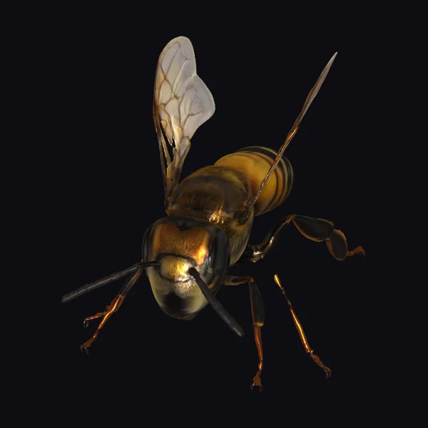 Golden Honeybee Insect