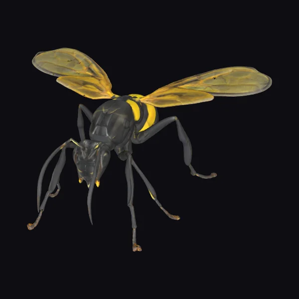 Black Yellow Wasp Insect