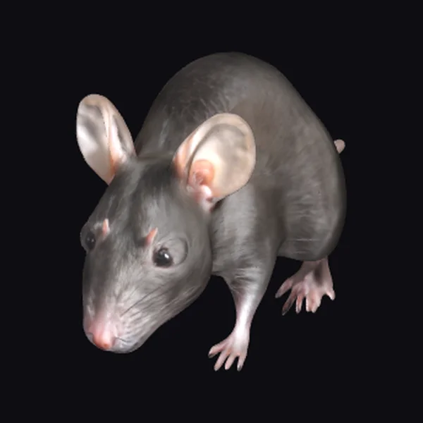 Gray Hairless Rat