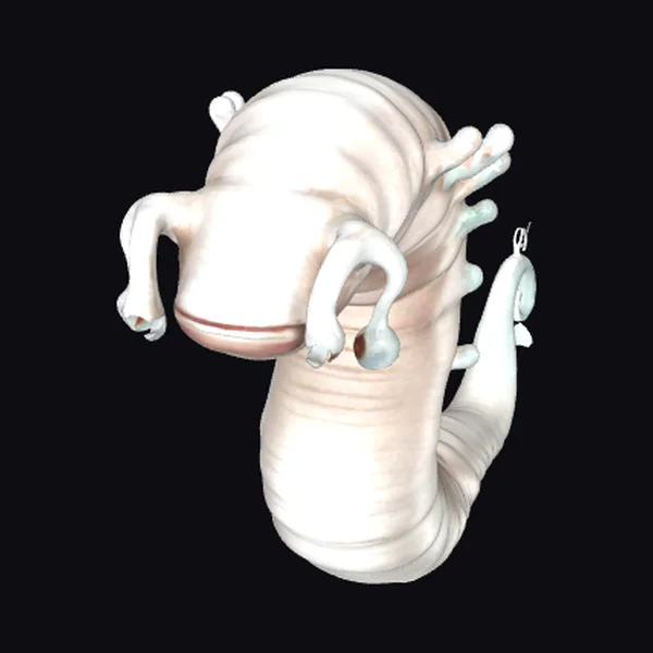 Cave Lurking Amphibious Creature