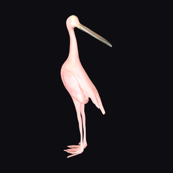 Pink Roseate Spoonbill Bird