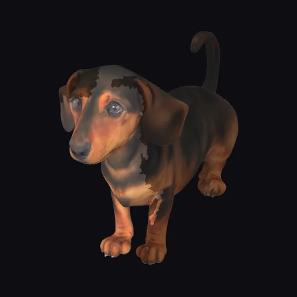 Cute Dachshund Dog