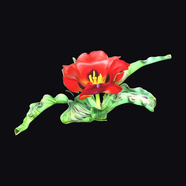 Crimson Tulip with Leaves
