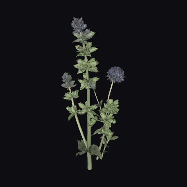 Dark Purple Flower Stem