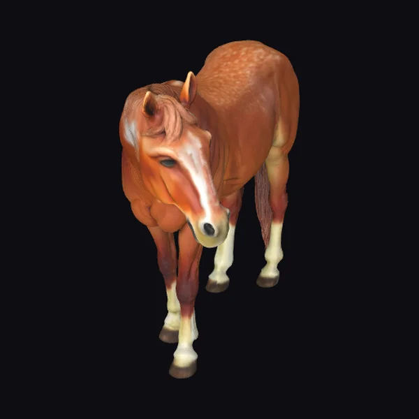 Brown Horse with White Markings