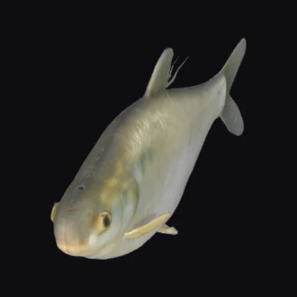 Juvenile Gizzard Shad Fish