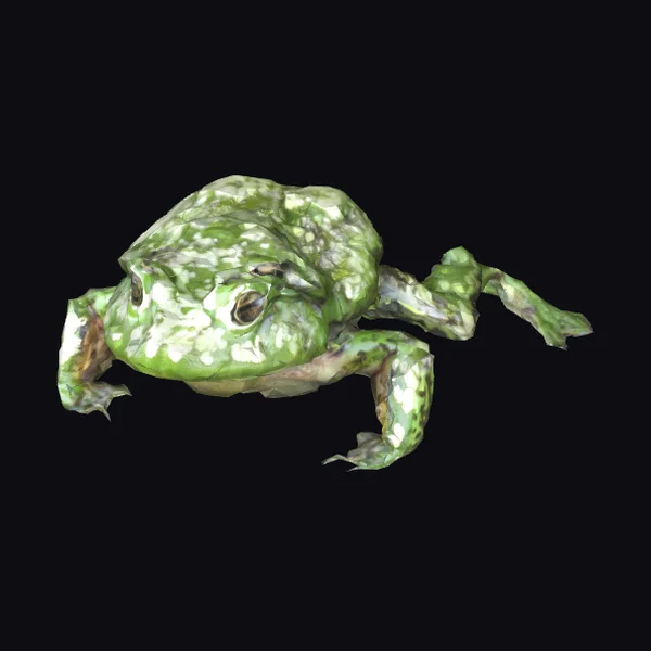 Giant Green Frog