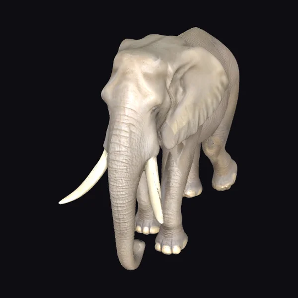 Large African Bush Elephant