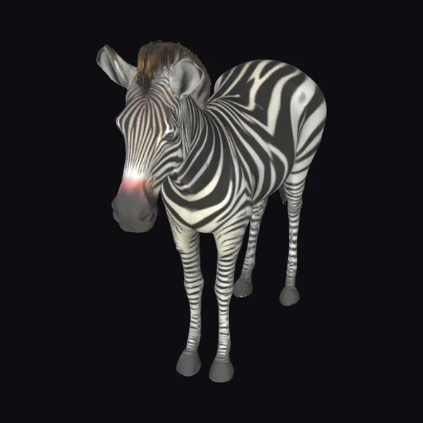 African Plains Zebra Standing