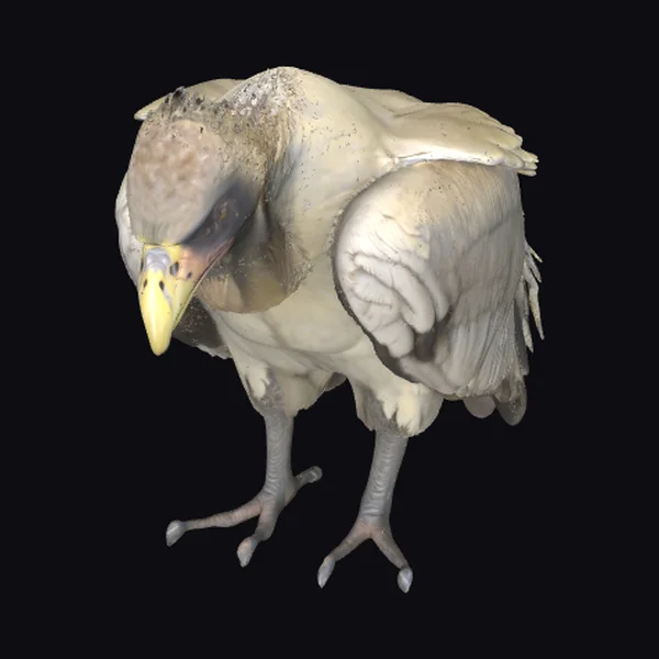 African White-backed Vulture