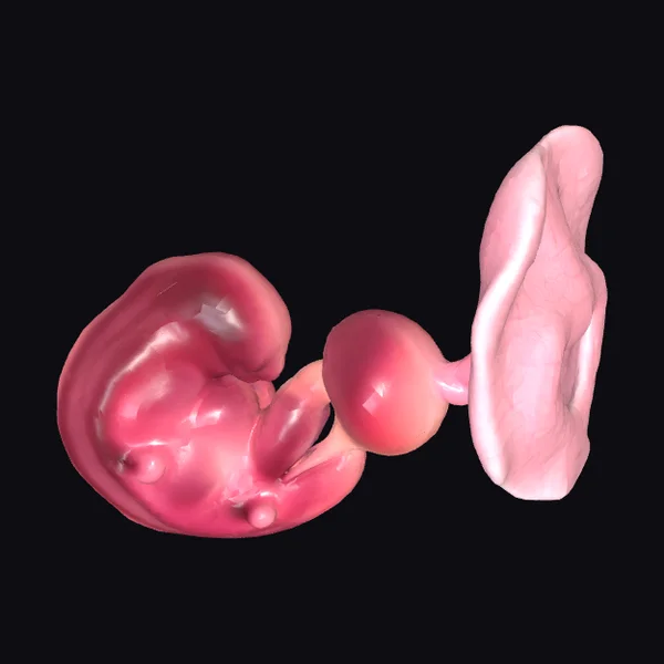 Human Embryo Development