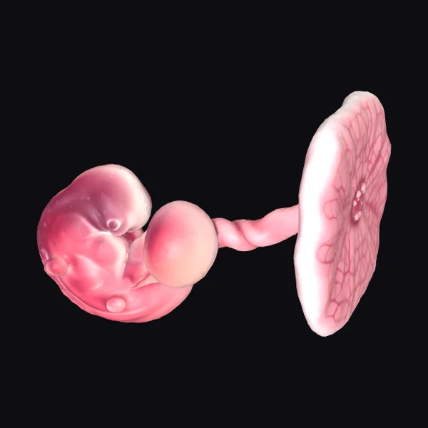 Embryo in Utero