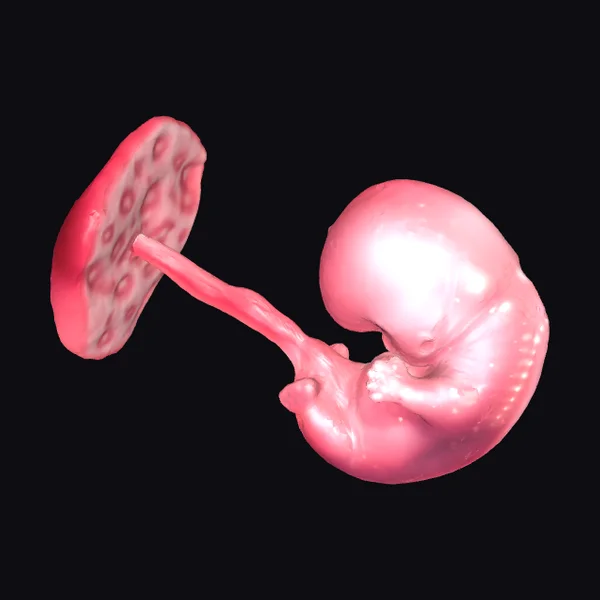 Human Embryo in Utero