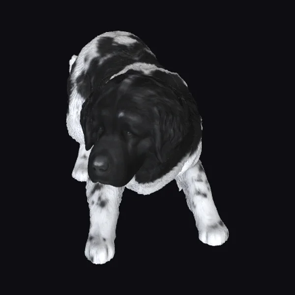 Black and White Newfoundland