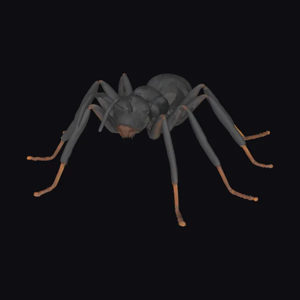 Charcoal Black Ant