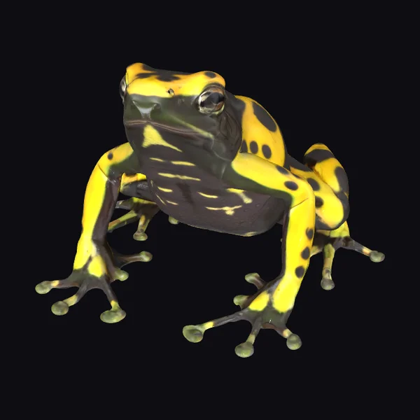 Yellow Black Tropical Frog