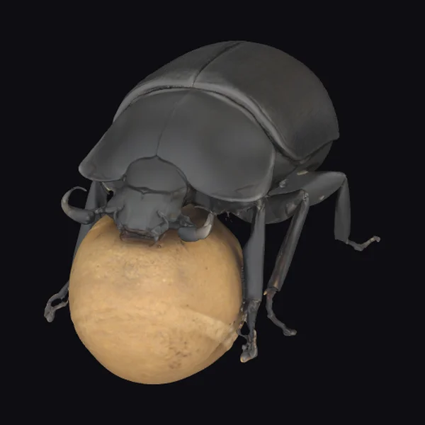 Dung Beetle Insect