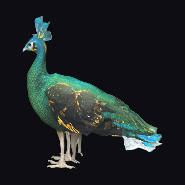 Emerald Peacock Bird