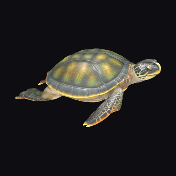 Detailed Sea Turtle