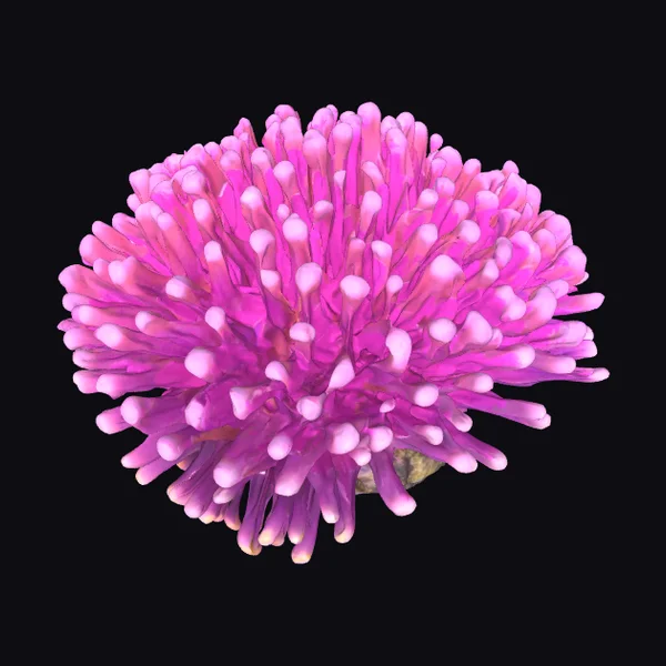Purple Anemone Coral