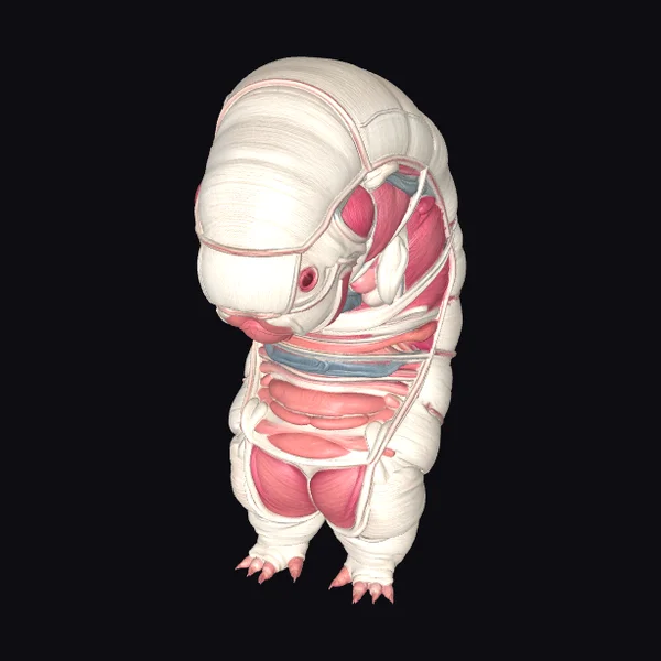 Anatomical Armadillo Model