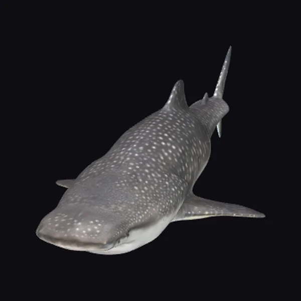 Spotted Whale Shark