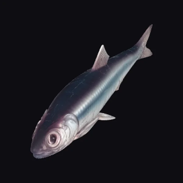 Silver Fish Body