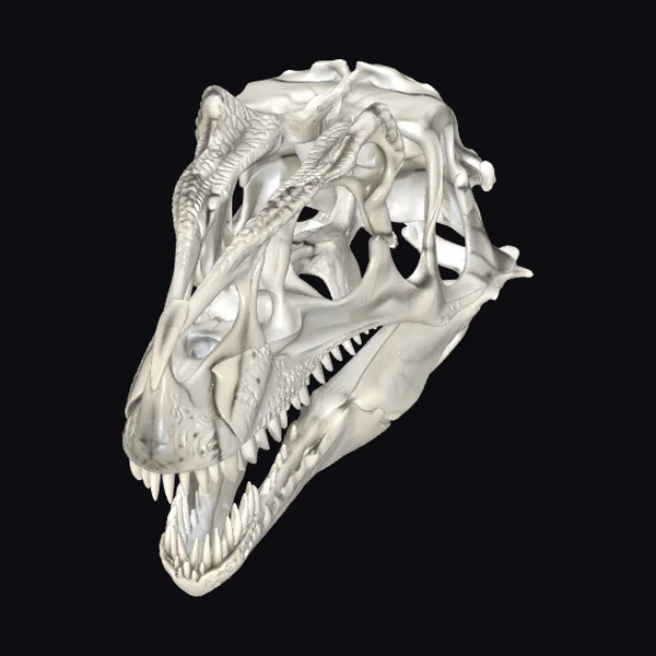 Allosaurus Skull