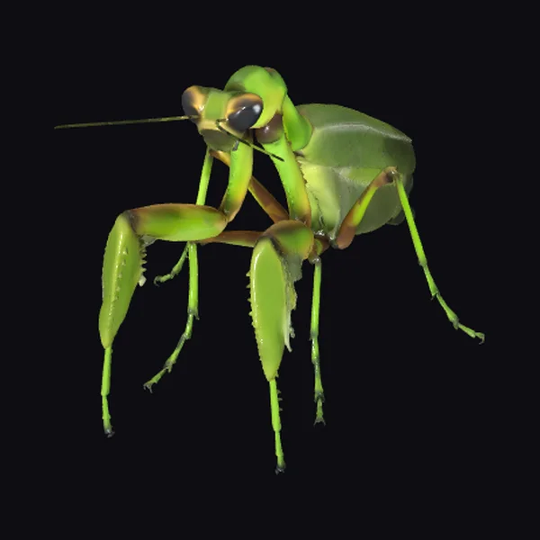Green Praying Mantis