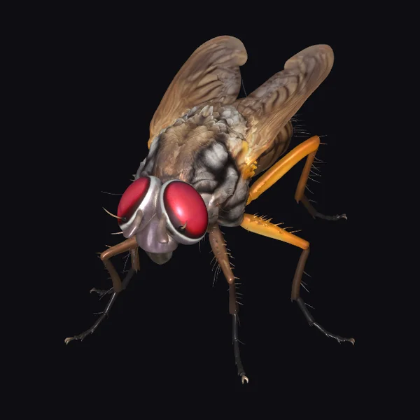 Giant Housefly with Red Eyes