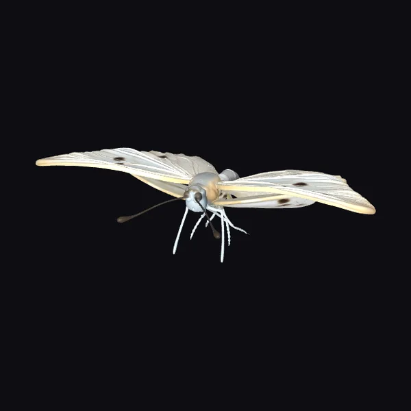 Cabbage White Butterfly