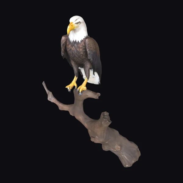 American Bald Eagle Perched
