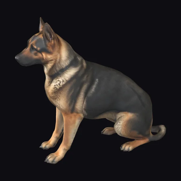 Adult Female German Shepherd