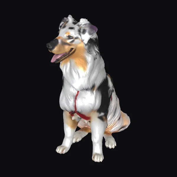 Sitting Australian Shepherd Dog