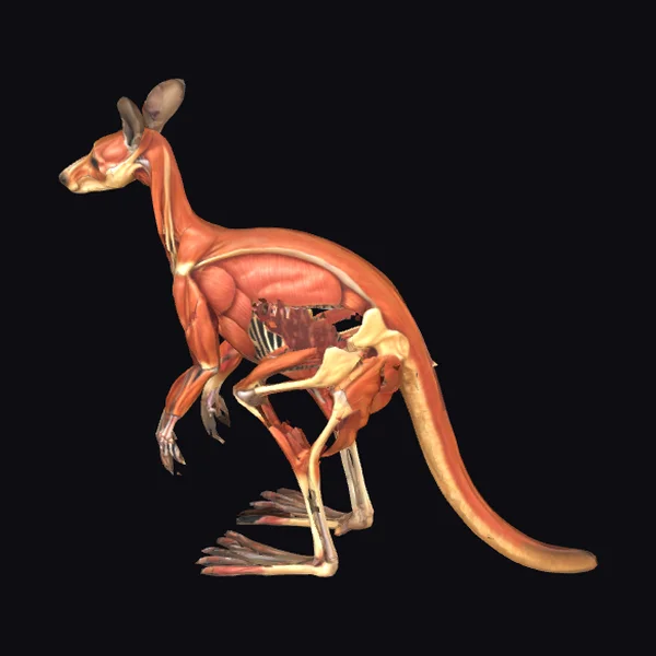 Anatomy of Kangaroo