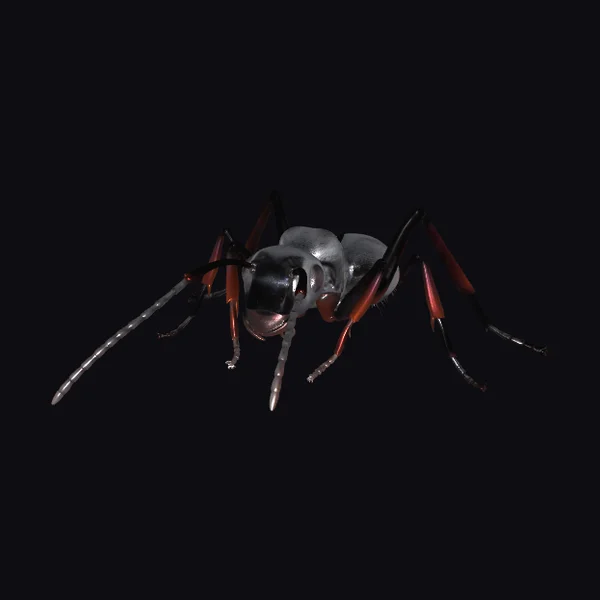 Detailed Ant Insect