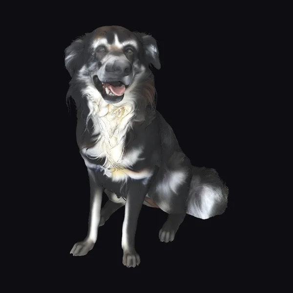 Sitting Border Collie Dog