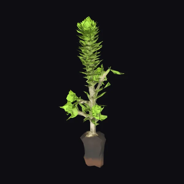 Prickly Green Seedling