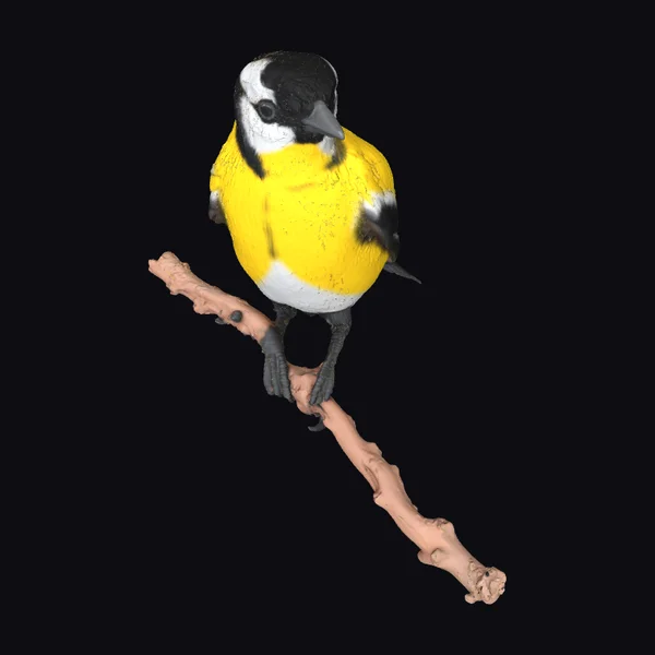 Yellow Bird on Branch