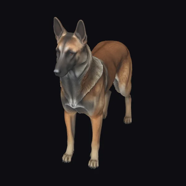 Belgian Malinois Dog