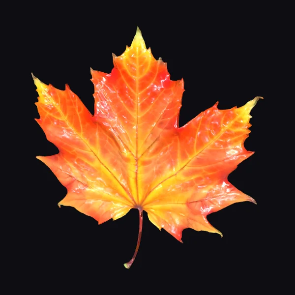 Autumn Maple Leaf