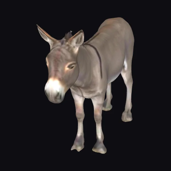 Donkey Profile View