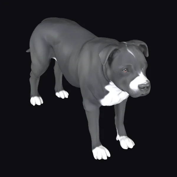 Gray Pitbull Dog