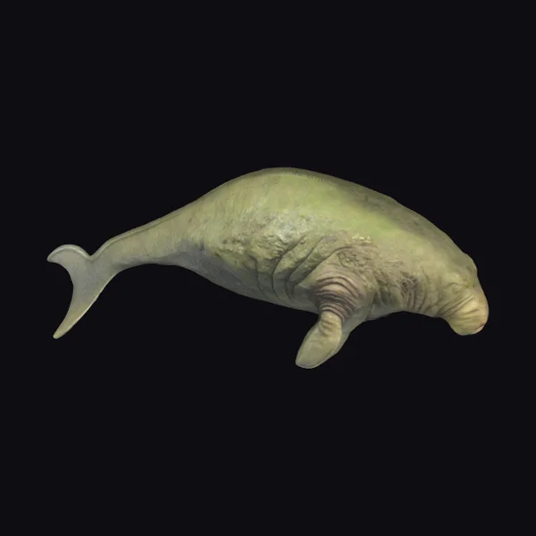 Large Sea Cow Mammal
