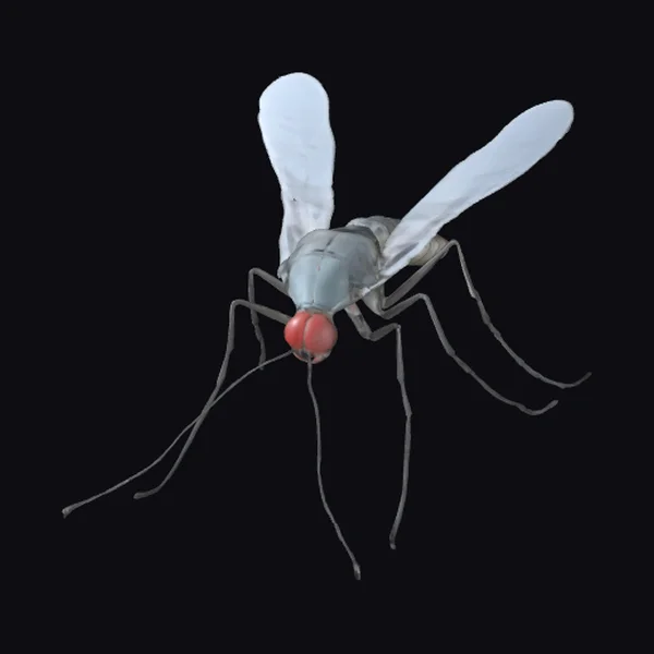 Mosquito Insect Closeup