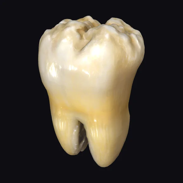 Detailed Molar Tooth