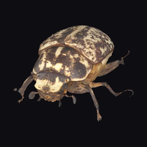 Spotted Insect Specimen