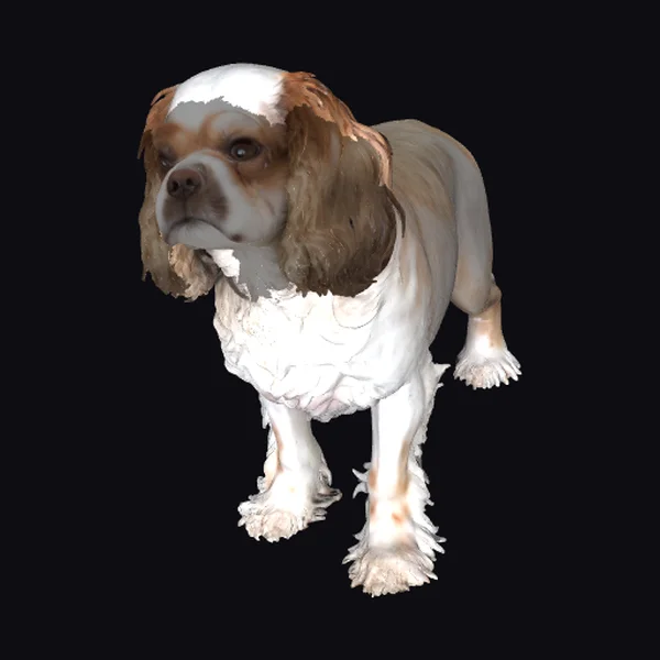 Cocker Spaniel Dog