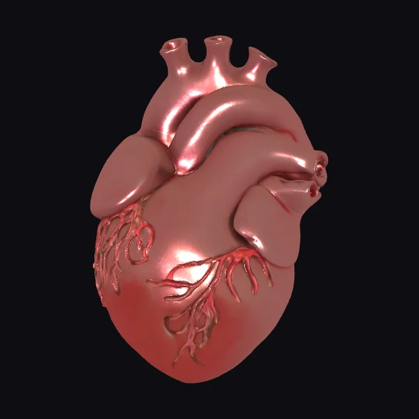 Anatomical Heart Model