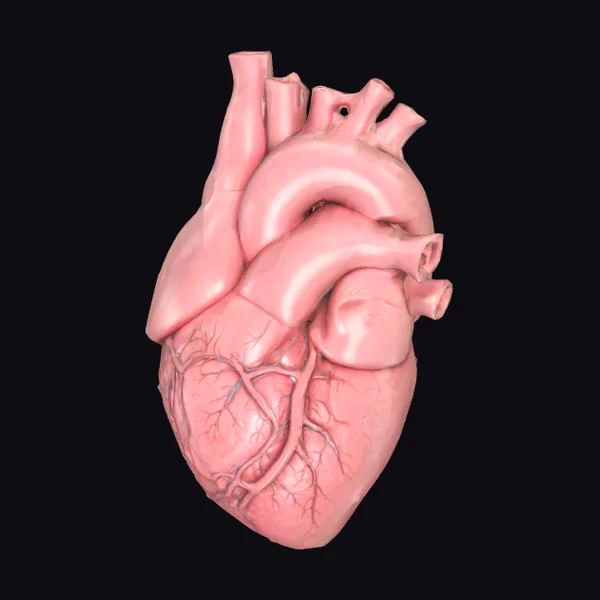 Anatomical Human Heart